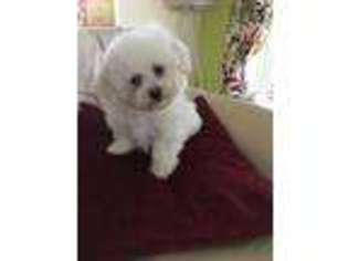 Bichon Frise Puppy for sale in Elyria, OH, USA