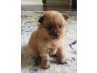 Pomeranian Puppy for sale in Sebring, FL, USA