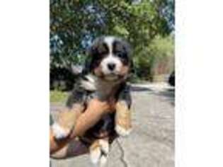 Bernese Mountain Dog Puppy for sale in Lawrenceville, GA, USA