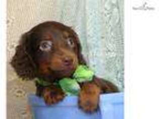 Dachshund Puppy for sale in Saint Louis, MO, USA