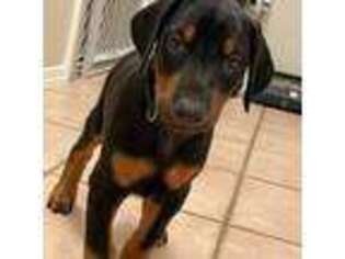 Doberman Pinscher Puppy for sale in Edgewood, NM, USA