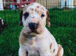 Great Dane Puppy for sale in East Bernstadt, KY, USA