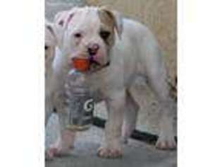 American Bulldog Puppy for sale in Mira Loma, CA, USA