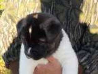 Akita Puppy for sale in Erie, PA, USA