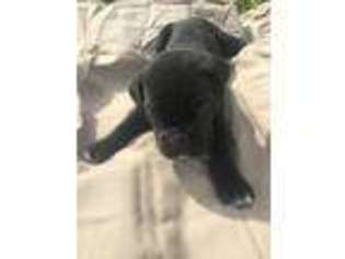 Cane Corso Puppy for sale in Bridgeville, DE, USA