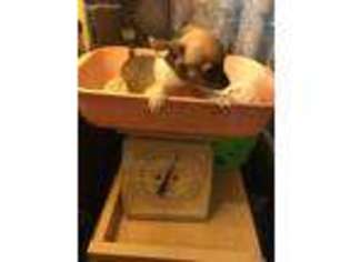 Chihuahua Puppy for sale in Baldwin, IL, USA