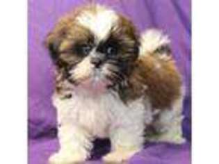 Mutt Puppy for sale in Clarkson, KY, USA
