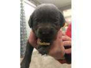 Labrador Retriever Puppy for sale in Cherryvale, KS, USA