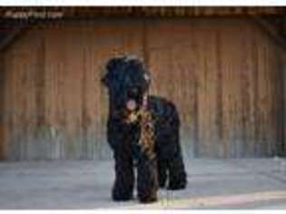 Black Russian Terrier Puppy for sale in Denver, CO, USA