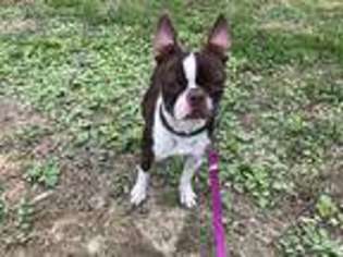 Boston Terrier Puppy for sale in New Castle, PA, USA
