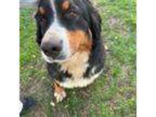 Bernese Mountain Dog Puppy for sale in Chouteau, OK, USA