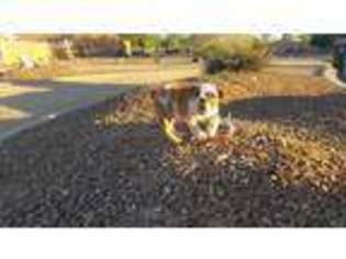Bulldog Puppy for sale in Wittmann, AZ, USA