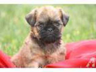 Brussels Griffon Puppy for sale in MILFORD, IN, USA