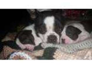 Boston Terrier Puppy for sale in LAUREL, MD, USA