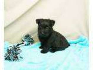 Cairn Terrier Puppy for sale in West Plains, MO, USA