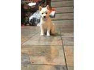Mutt Puppy for sale in Canastota, NY, USA
