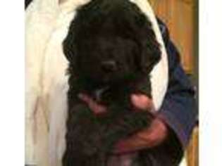 Labradoodle Puppy for sale in Littleton, CO, USA