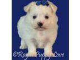 Maltese Puppy for sale in Shawnee, OK, USA