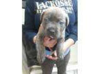 Mastiff Puppy for sale in Columbia, SC, USA