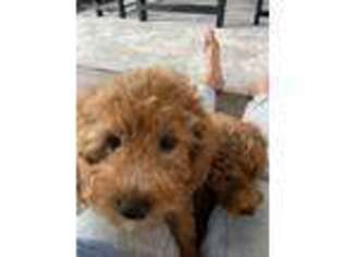 Goldendoodle Puppy for sale in Crozet, VA, USA