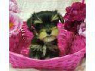 Yorkshire Terrier Puppy for sale in Alvin, TX, USA