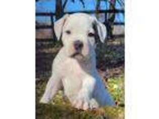 American Bulldog Puppy for sale in Taylorsville, KY, USA