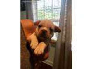 French Bulldog Puppy for sale in Jacksonville Beach, FL, USA
