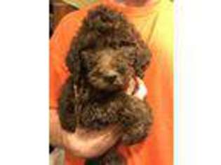 Goldendoodle Puppy for sale in Chesapeake, OH, USA