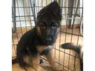 German Shepherd Dog Puppy for sale in Glenview, IL, USA