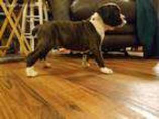 Boxer Puppy for sale in Dothan, AL, USA
