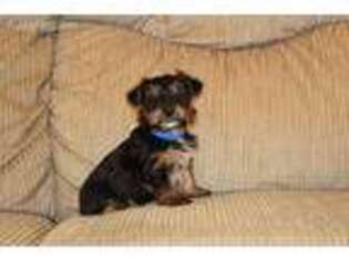 Yorkshire Terrier Puppy for sale in Georgetown, OH, USA
