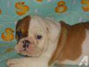 Bulldog Puppy for sale in RUDY, AR, USA