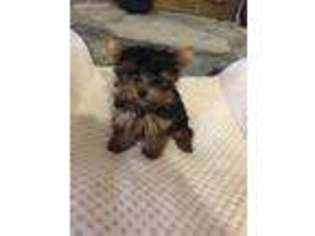 Yorkshire Terrier Puppy for sale in Gainesville, GA, USA