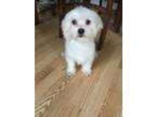 Maltese Puppy for sale in Jewell, IA, USA