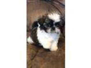 Mutt Puppy for sale in Blountsville, AL, USA