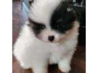 Pomeranian Puppy for sale in Burlington, MA, USA