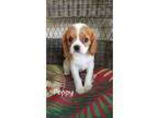 Cavalier King Charles Spaniel Puppy for sale in Penn Yan, NY, USA