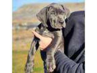 Cane Corso Puppy for sale in Kennewick, WA, USA