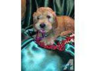 Goldendoodle Puppy for sale in MOBERLY, MO, USA