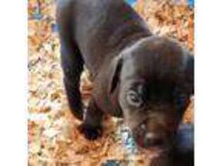 Cane Corso Puppy for sale in Midway, TN, USA