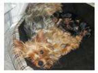 Yorkshire Terrier Puppy for sale in Wilson, NC, USA