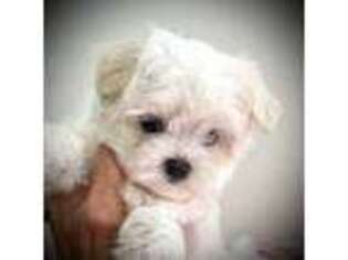 Maltese Puppy for sale in Covington, KY, USA