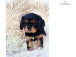 Cavalier King Charles Spaniel Puppy for sale in Gainesville, FL, USA