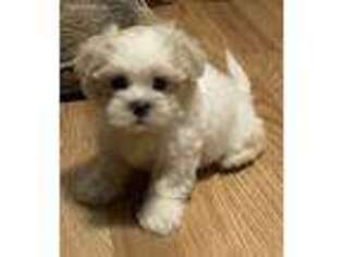 Mutt Puppy for sale in Zumbro Falls, MN, USA