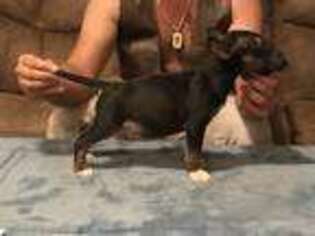 Bull Terrier Puppy for sale in Wisner, LA, USA