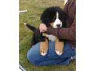 Bernese Mountain Dog Puppy for sale in Preston, ID, USA