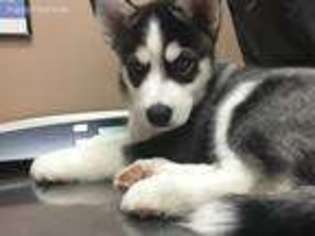Siberian Husky Puppy for sale in Elgin, IL, USA