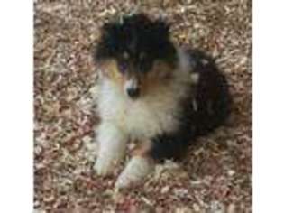 Collie Puppy for sale in Wilmington, IL, USA