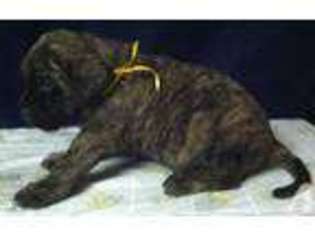 Mastiff Puppy for sale in COVINGTON, IN, USA