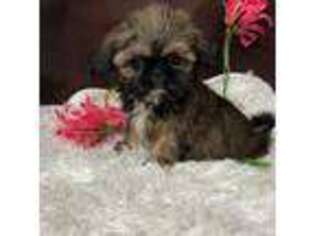 Mutt Puppy for sale in Elgin, SC, USA